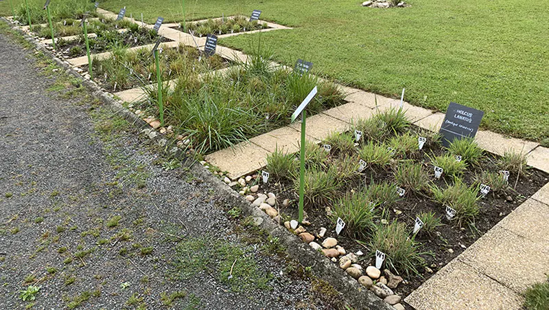 Photo de carrés d'herbacée au pollinarinum